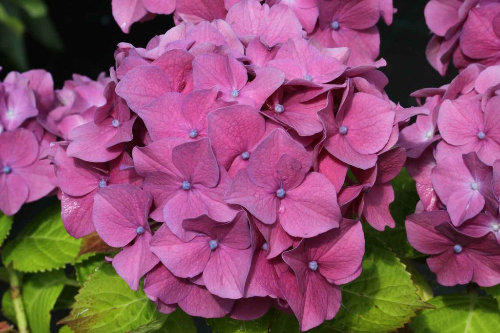 hortensia-rosita-comprar