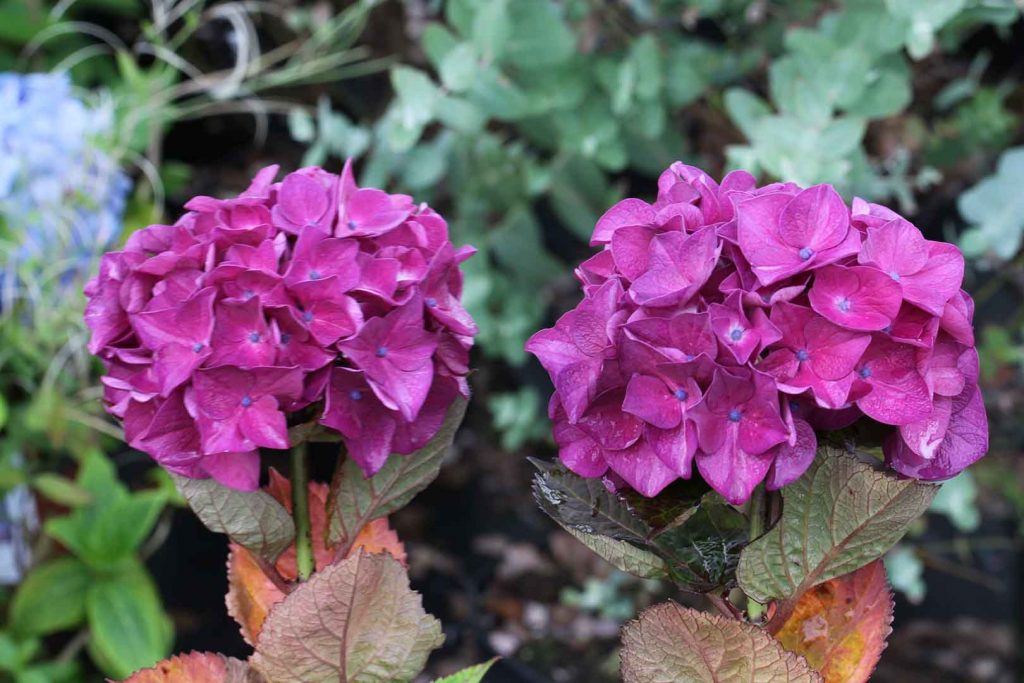 hortensia-sanguinea-flores