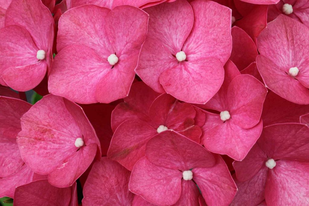 hortensias-leuchetfeuer-comprar