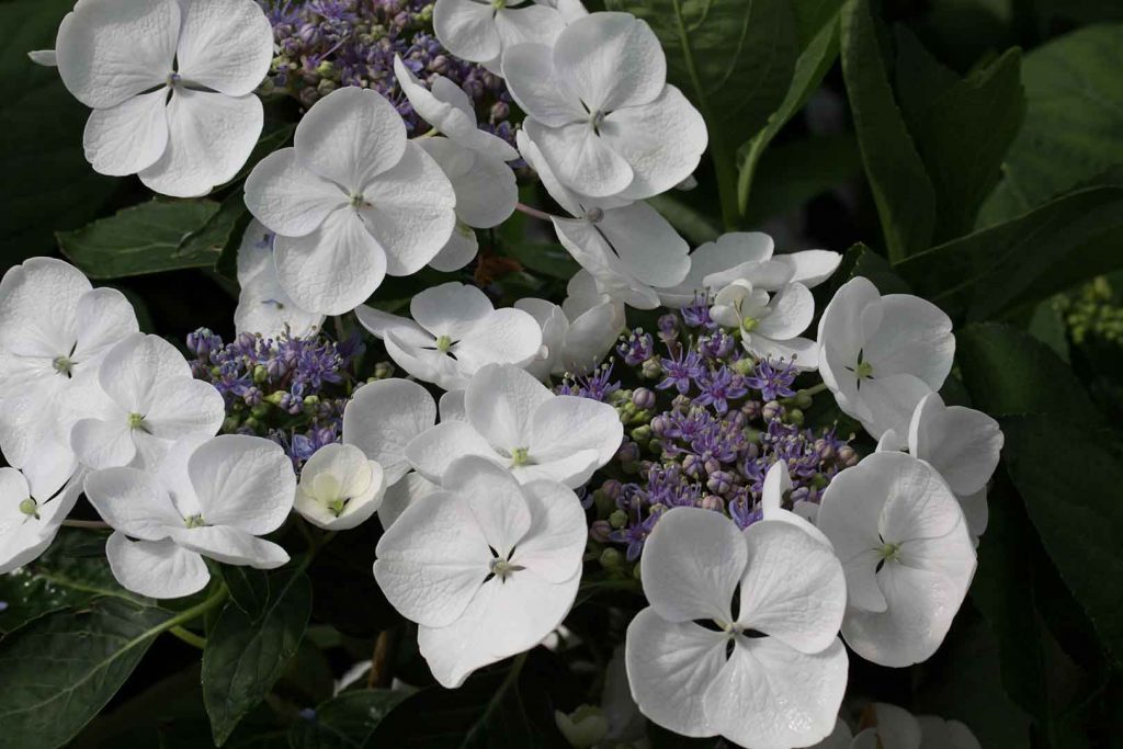 hortensias-teller-snow-comprar