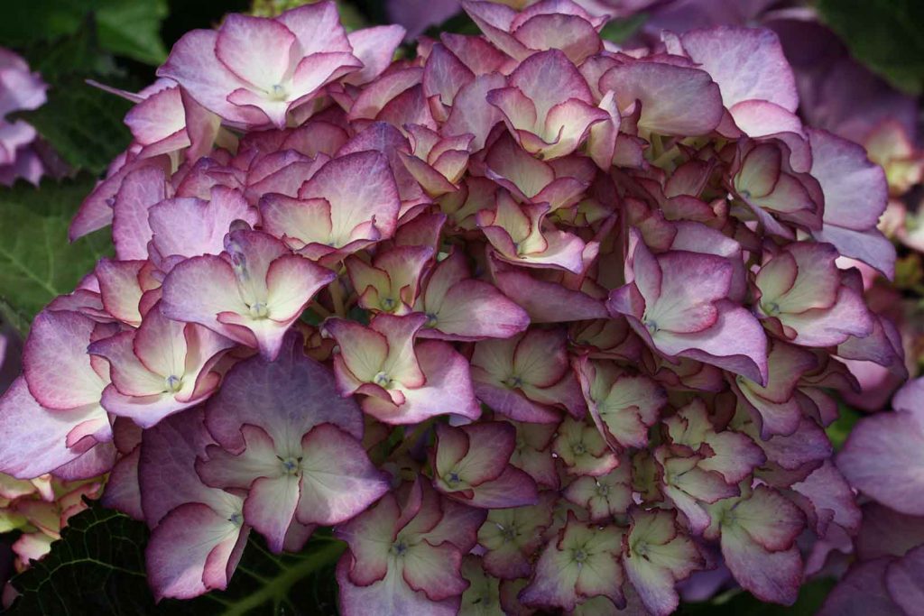 Hortensia Adula Lila