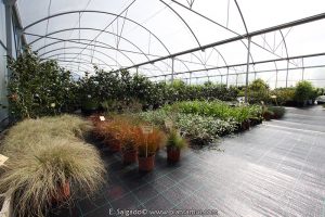 comprar plantas baratas