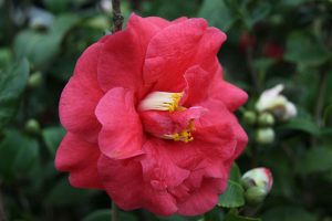 comprar-plantas-online-camelia