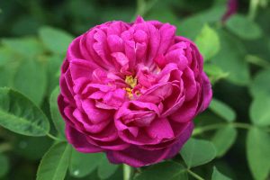 rosal-flor