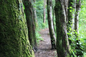 18 Motivos para plantar arboles.