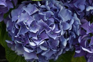 Hortensia, un arbusto con enormes flores.