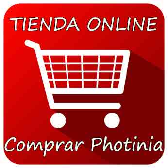 Photinia Red Robin. Comprar Fotinia