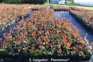 Photinia, 10 motivos  para que la plantes en tu jardín o terraza