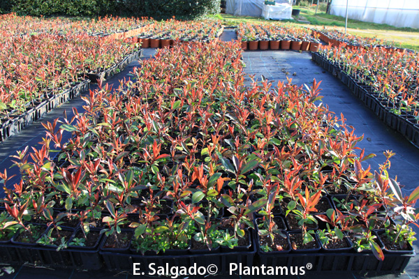 Photinia Red Robin