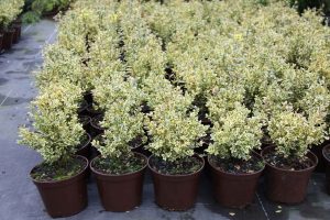 planta para setos boj buxus