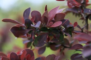 setos de jardin berberis