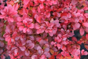 berberis seto