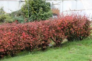 plantas para seto evonimus