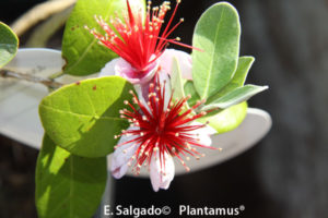 Feijoas de Oferta,compra plantas on line para toda España