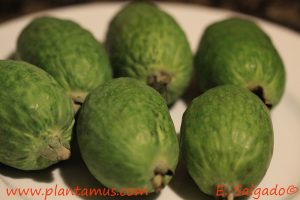 Feijoas Plantamus
