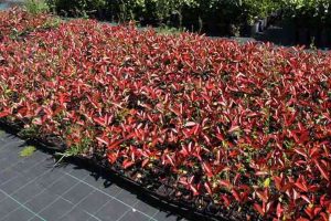plantas para seto de fotinia