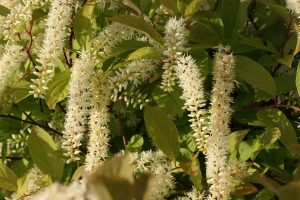 itea para setos