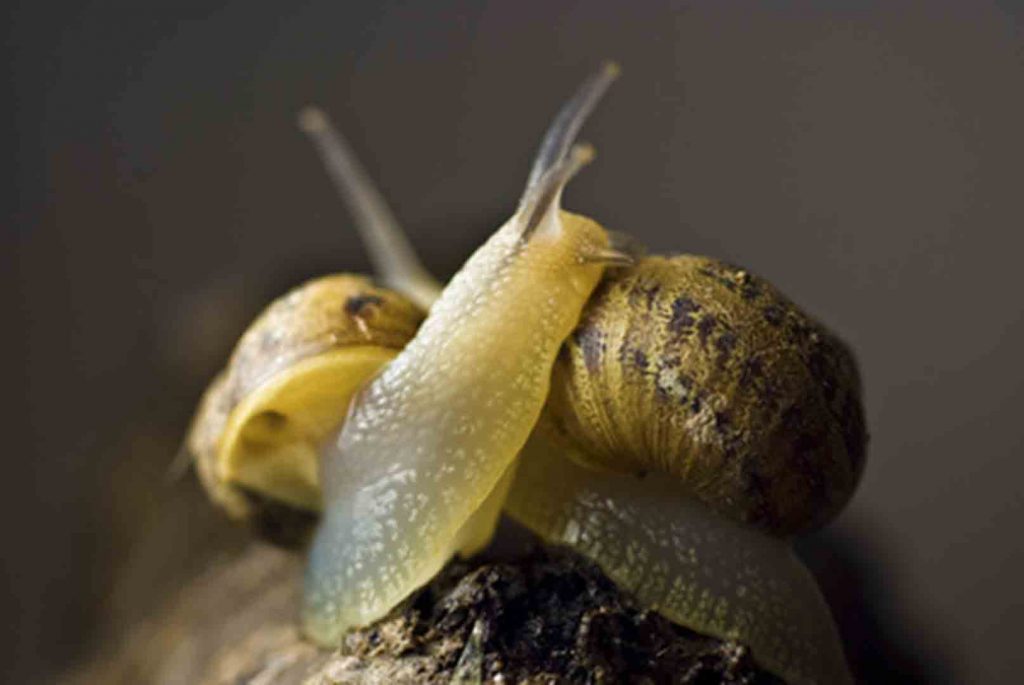 caracoles-y-babosas