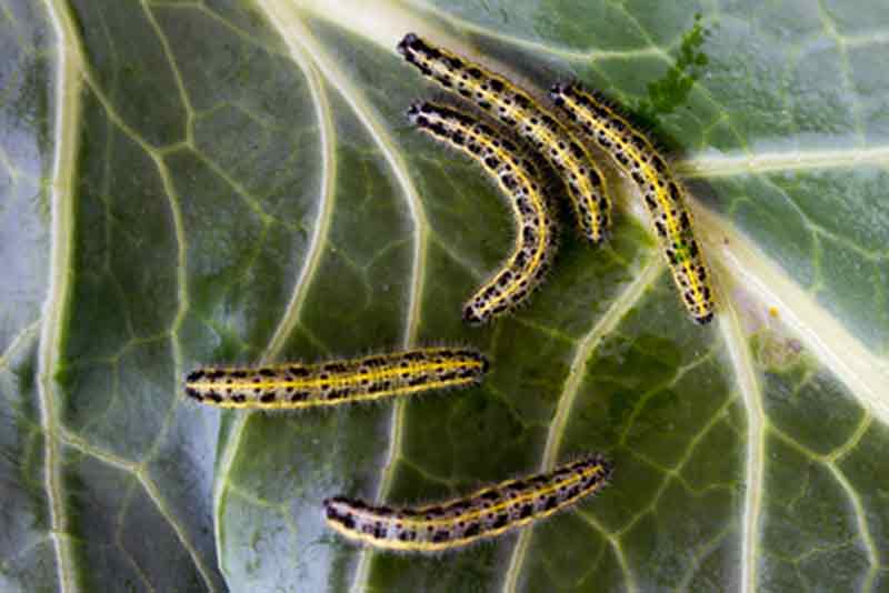 orugas pieris brasicae
