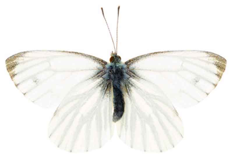 Pieris napi