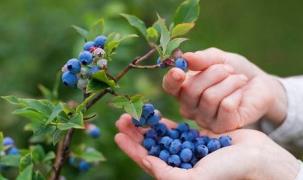 arandanos propiedades medicinales
