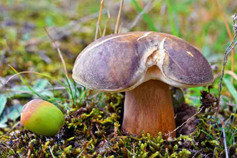 Boletus aereus