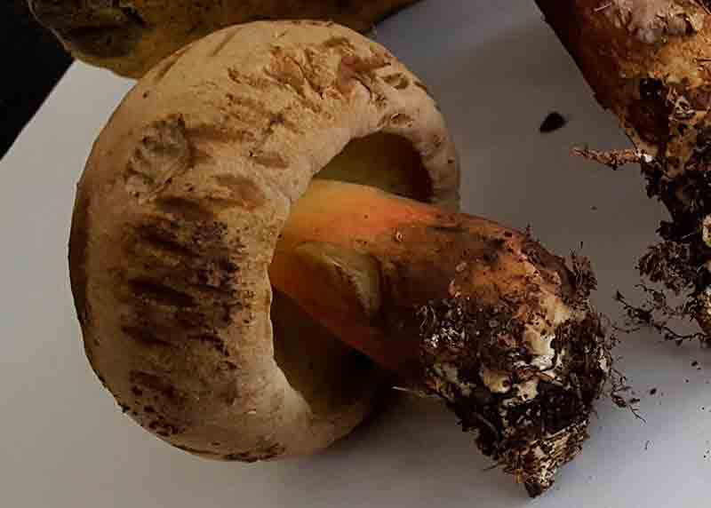 Boletus calopus