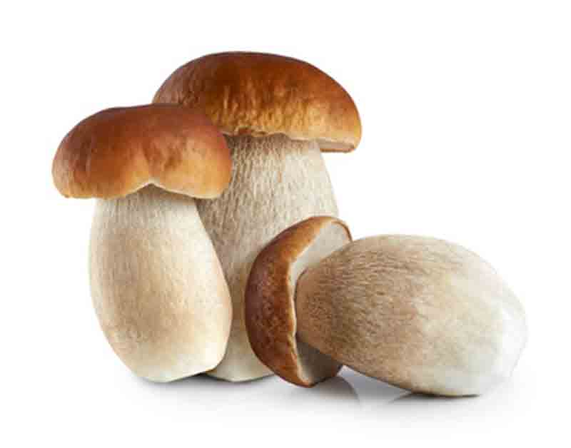 Boletus edulis, una de las setas más apreciadas.