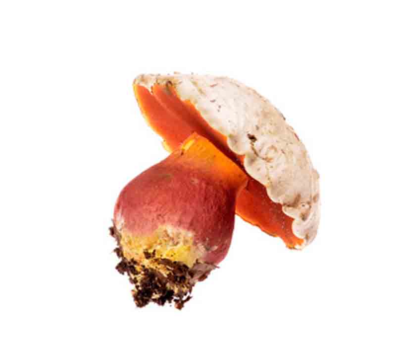 boletus satanas