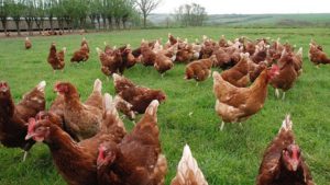 alimentos ecologicos bienestar animal