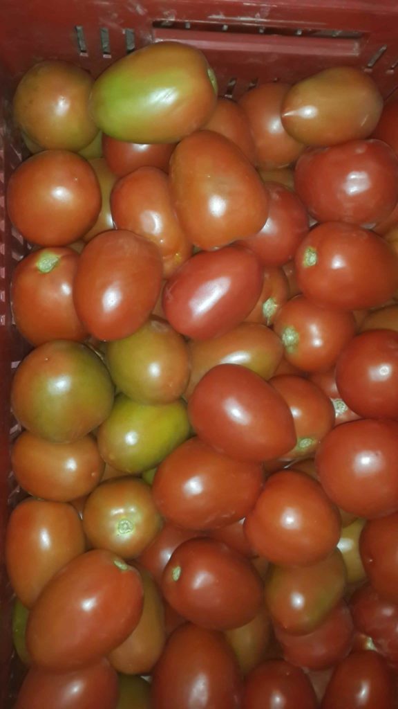 Para desarrollo de frutos abono para tomates