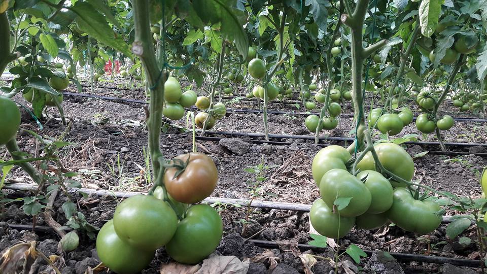 Abono para tomates. Como conseguir plantas y frutos sanos y sabrosos