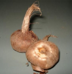 Crocus en su forma de bulbo