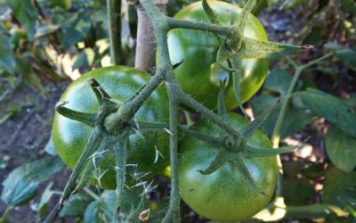 Calendario siembra para Septiembre en tu huerta