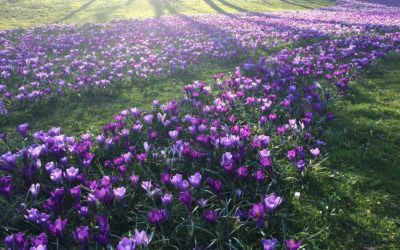 Como plantar Crocus en nuestro jardín