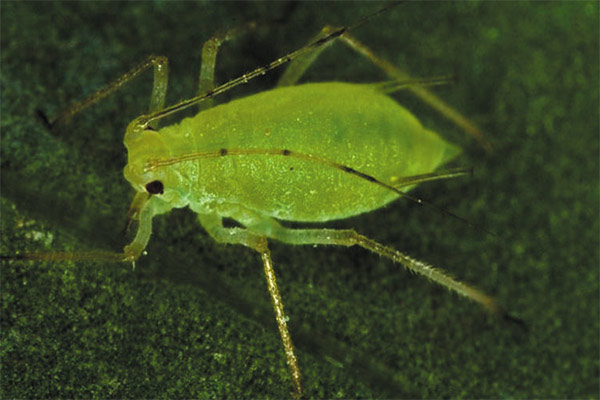 El pulgón en las plantas. Más acerca de esta plaga y como combatirla.
