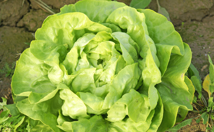 lechuga trocadero
