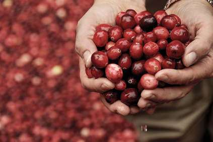 Recetas con arándanos. Exprime todas las propiedades de los arándanos.