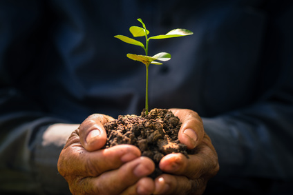 Tipos de plantas: Cómo identificarlas de forma fácil y rápida.