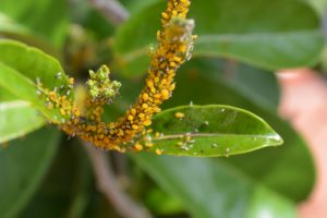 Una de las siete plagas del jardín son los pulgones