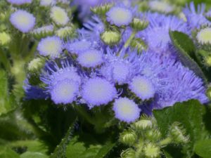 Agerato azul, semillas de flores muy hermosas