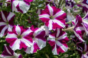 La petunia, dentro de las semillas de flores una de las mas bonitas