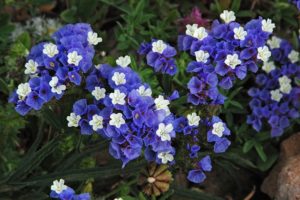 Statice sinuata, dentro de las semillas de flores mas hermosas