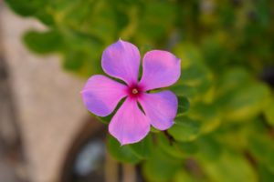 Vinca de madagascar de las semillas de flores mas vistosas