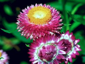 Siempreviva, inmortal o flor de papel. estosnombres reciben estas semillas de flores