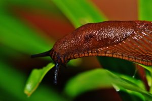 Caracoles y babosas, una de las siete plagas del jardín