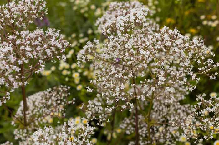 la Valeriana en el calendario siembra de Septiembre