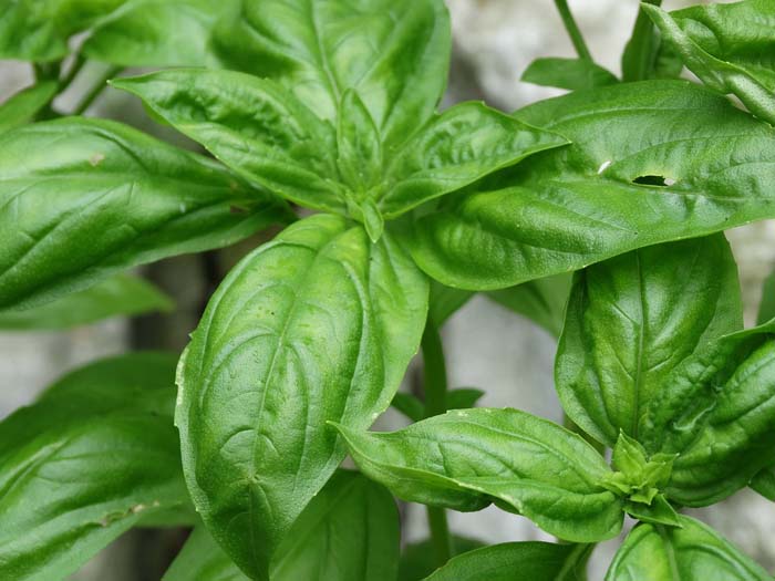 la albahaca está en el calendario de siembra de hortalizas
