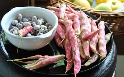 Calendario de siembra en la huerta para Febrero