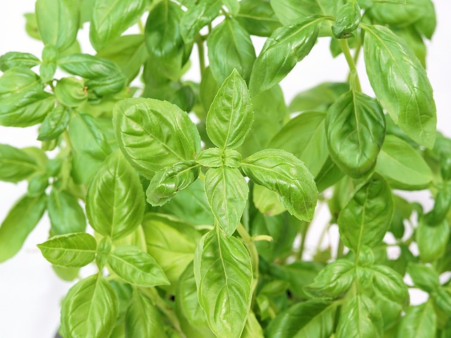 albahaca en el calendario de siembra en marzo